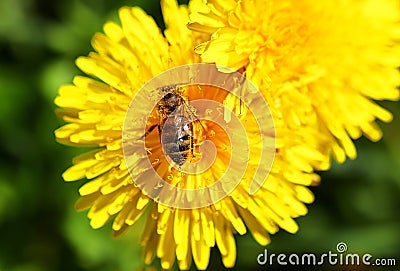 Bee on the dandelions flower in the spring Stock Photo