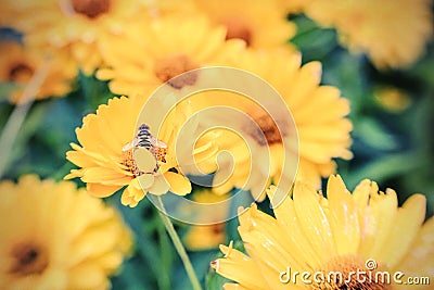 Bee on double Coreopsis flower. Selective focus. Stock Photo