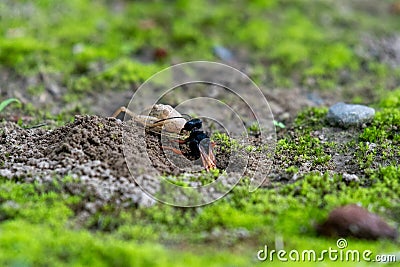 A bee drills into the hole, digs out the soil, drags it out of the hole 1, then drags the hunted food into the hole 2, and the Stock Photo