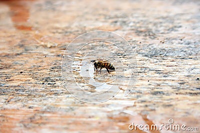 Bee Drinking Stock Photo