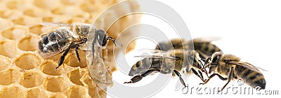 Bee drone and bee workers Stock Photo