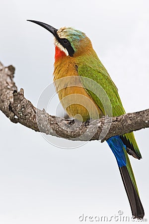 Bee-eater Stock Photo