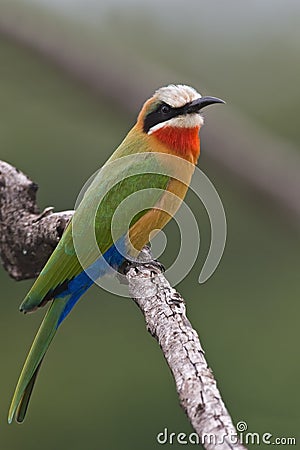 Bee-eater Stock Photo