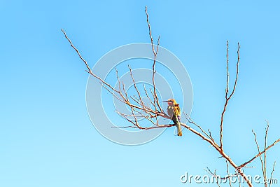 Bee eater bird Stock Photo