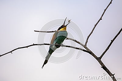 Bee eater birds in various postures Stock Photo