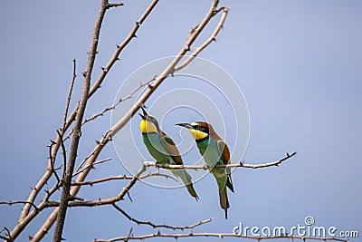 Bee eater birds in various postures Stock Photo