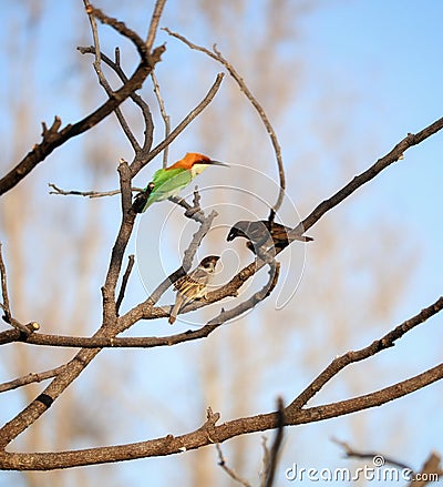 bee eater and eurasian tree sparrow Stock Photo