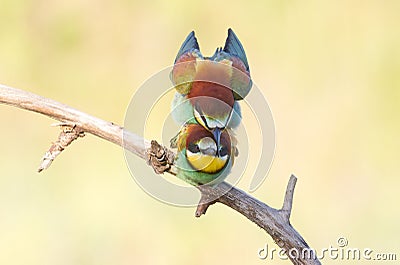 Bee-eater, Family makes love. Two birds sit on a branch and are engaged in the creation of offspring Stock Photo