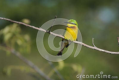 Bee eater south Africa Stock Photo