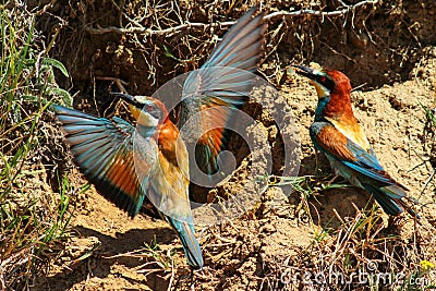 Bee eaters Stock Photo