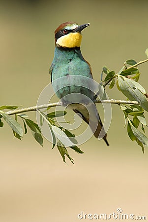 The bee-eaters Stock Photo