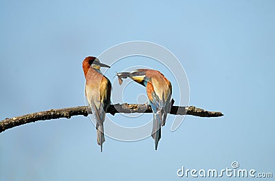 The bee-eaters Stock Photo