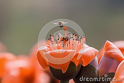 Bee eating honey on kapok flower Stock Photo