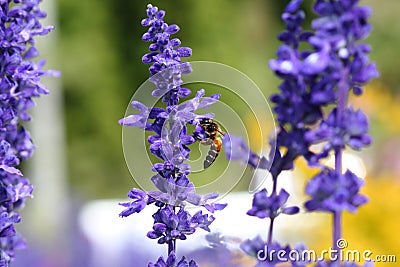 Bee eating nectar at purple little flowers in garden Stock Photo