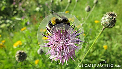 Bee eats cornflower nectar Stock Photo