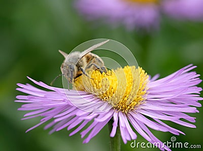 Bee on Erigeron Stock Photo
