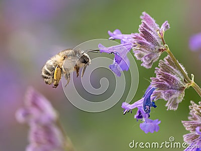 bee in flight around lavender flowers Stock Photo