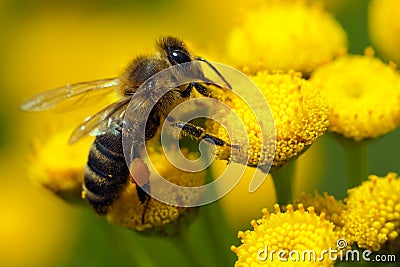 A bee on a flower Stock Photo