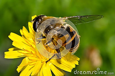 Bee on flower Stock Photo