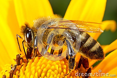 Bee on the flower Stock Photo