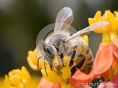 Bee on flower Stock Photo