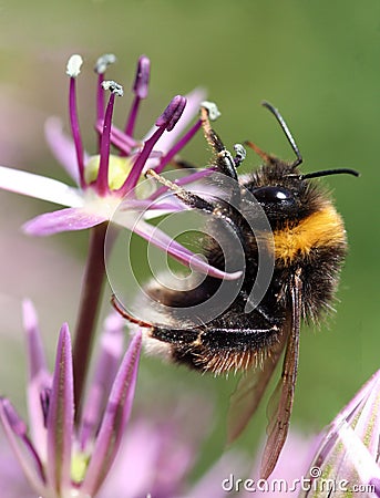 Bee on a flower Stock Photo