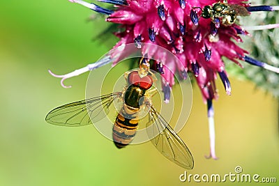 Bee on a flower Stock Photo