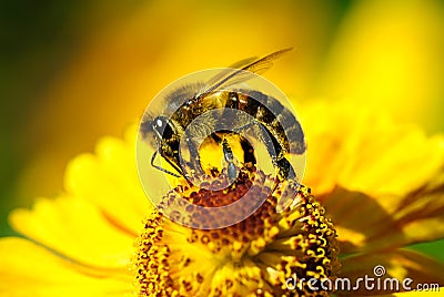 Bee on flower Stock Photo