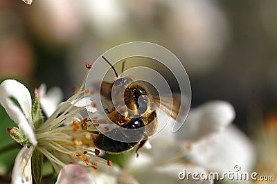 Bee on flower Stock Photo