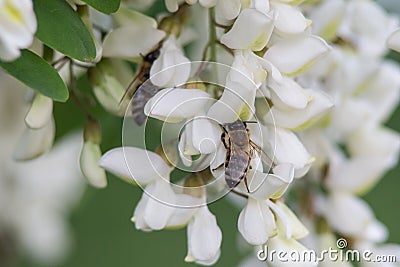 Bee on a flower, collecting honey. Stock Photo