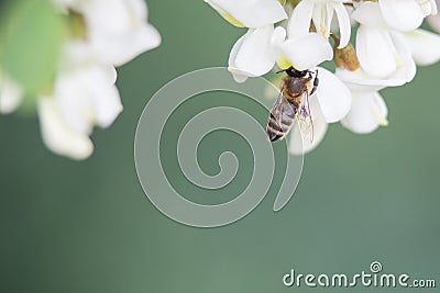 Bee on a flower, collecting honey. Stock Photo