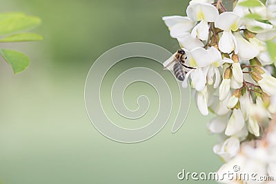 Bee on a flower, collecting honey. Stock Photo