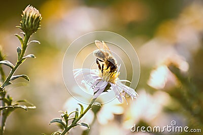 Bee on a flower Stock Photo