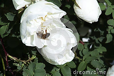 Bee on a flower of double brier Stock Photo