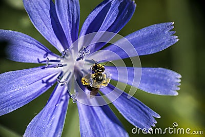 Bee on a flower of endive Stock Photo