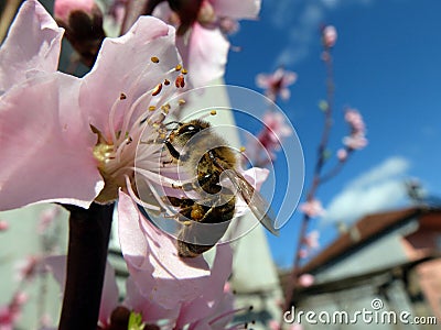 Bee on flower Stock Photo