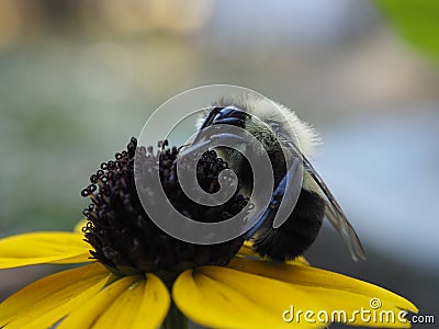 Bee on flower Stock Photo