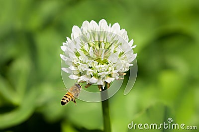 Bee and Flower. Stock Photo