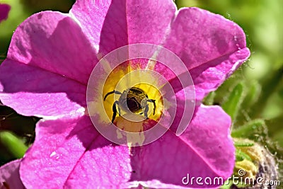 Bee in flower getting nectar and pollen Stock Photo