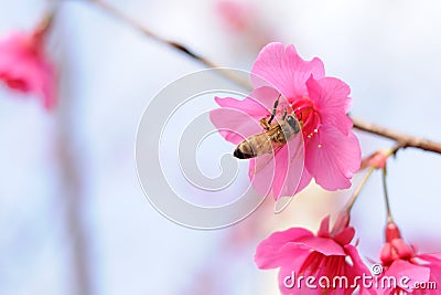 Honey bee pollinating cherry blossoms. insect, flower, agriculture honeybee, beauty in Nature Stock Photo