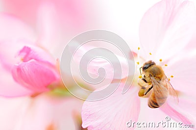 Honey bee pollinating cherry blossoms. insect, flower, agriculture honeybee, sakura, beauty in Nature Stock Photo