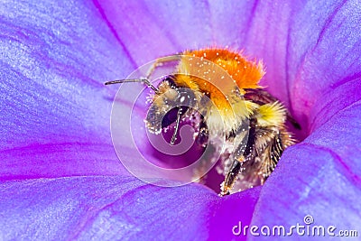 Honey Bee and flower pollination Stock Photo