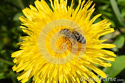 A bee on a flower. A honey bee collects nectar from a dandelion flower. Important for environmental sustainability Stock Photo