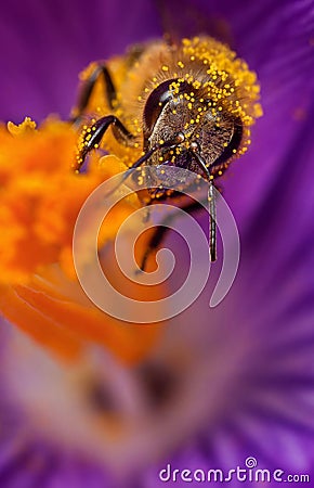 Bee in flower Stock Photo