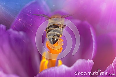 Bee in flower Stock Photo
