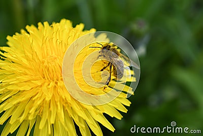 Bee on flower summer honey bee dandelion Stock Photo