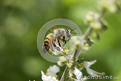 Bee flower insect green nature outdoors Stock Photo