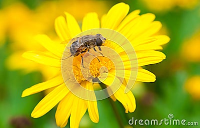 Bee in Flower Stock Photo