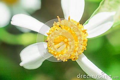 Beautiful white pyrethrum flowers Stock Photo