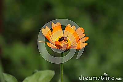 Bee in the Flower of Marigold Calendula Officinalis. Bee inside of orange coloured flower in shine of the sun. Stock Photo